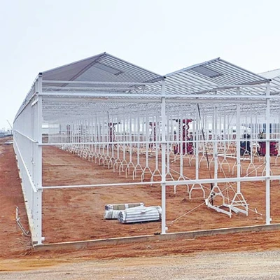 China Venlo Glass Greenhouse