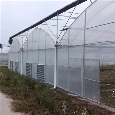 Customized Multi Span Greenhouse
